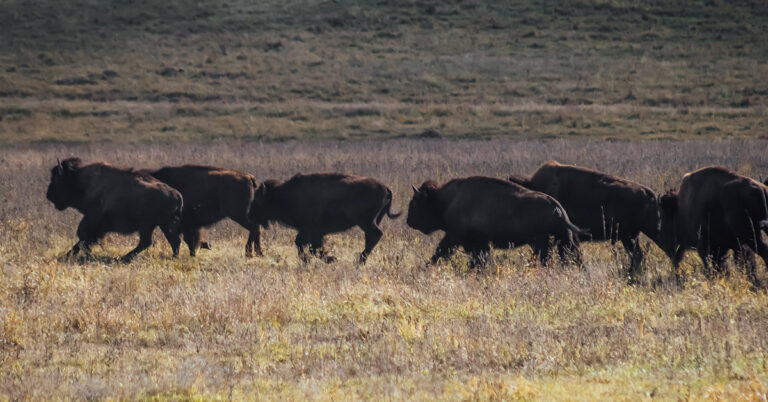 Osage Nation Ranch doubles bison herd