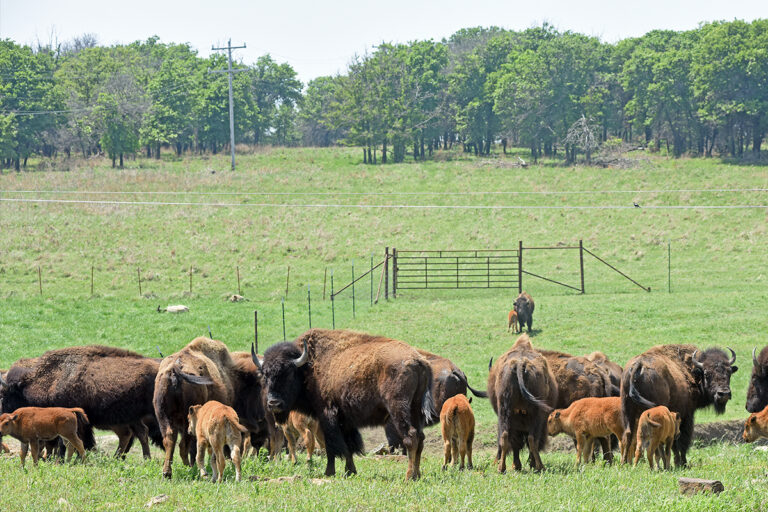 Nation to continue bison partnership with Bronx Zoo